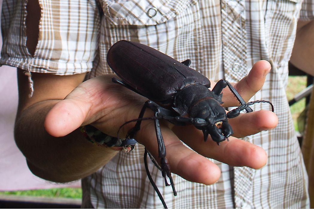 Насекомые тульской области фото The Biggest Insects In The World - WorldAtlas