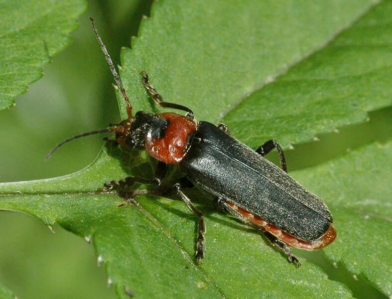 Насекомые тульской области фото с названиями Cantharis fusca Linnaeus, 1758 (Cantharidae) - фото А.Н. Поседко