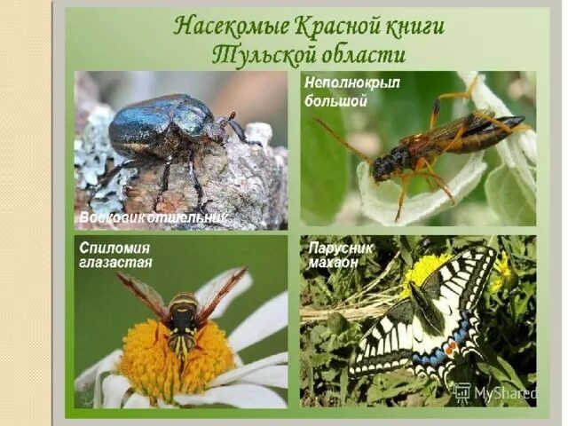 Насекомые тульской области фото с названиями Презентация " Красная книга Тульской Области №