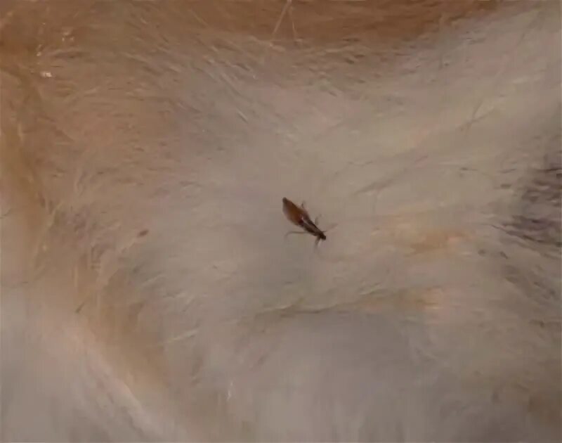 Насекомые у кошек как выглядят Ctenocephalides felis in Cats (Felis) Vetlexicon