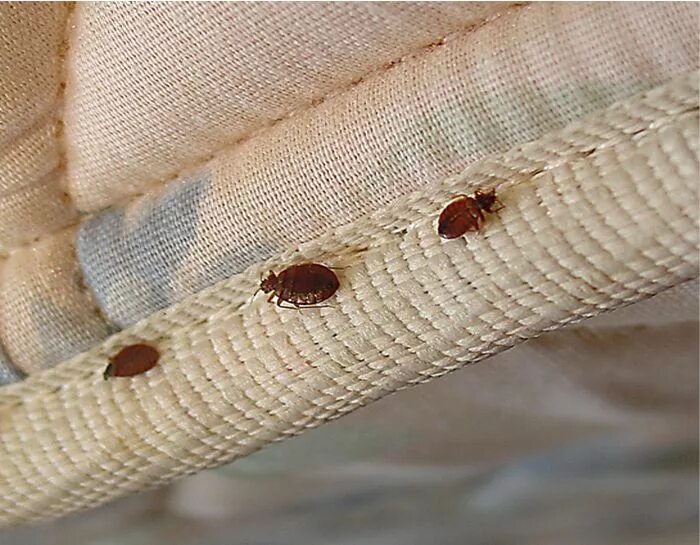 Насекомые в диване фото How To Tell If You Have Bed Bugs in Your Mattress,How To Tell If You Have Bed Bu