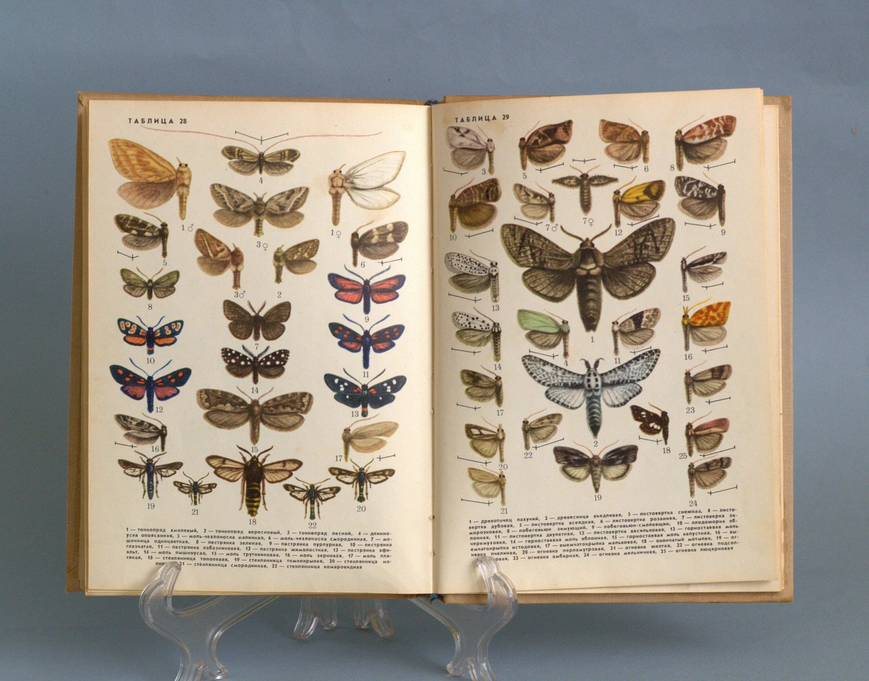 Насекомые в книгах фото Insects Book Vintage Illustrated Entomology Guide Soviet Etsy Butterfly drawing,