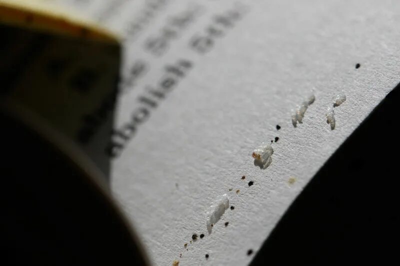 Насекомые в книгах фото Contamination of Bed Bugs Cancels Lawrence Library Book Sale, My Cleaning Produc