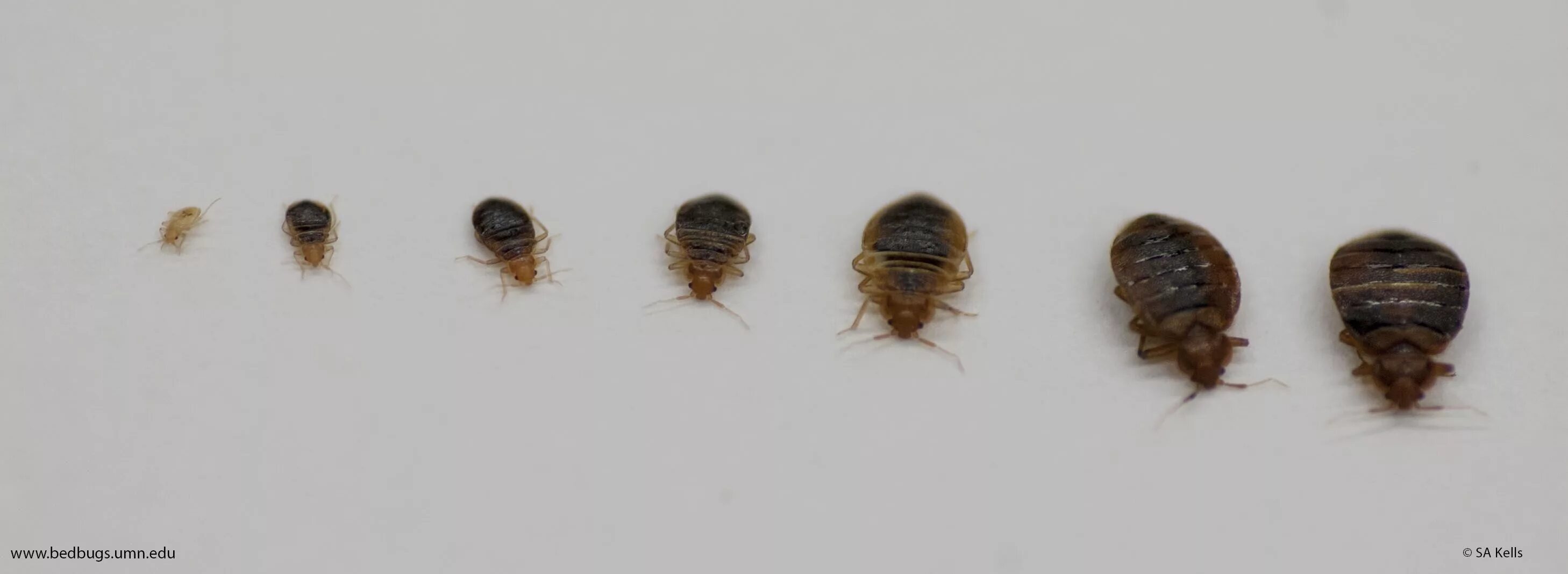 Насекомые в кровати фото Blog - Northeastern Exterminating Bed bugs, Bed bug bites, Bed bugs treatment