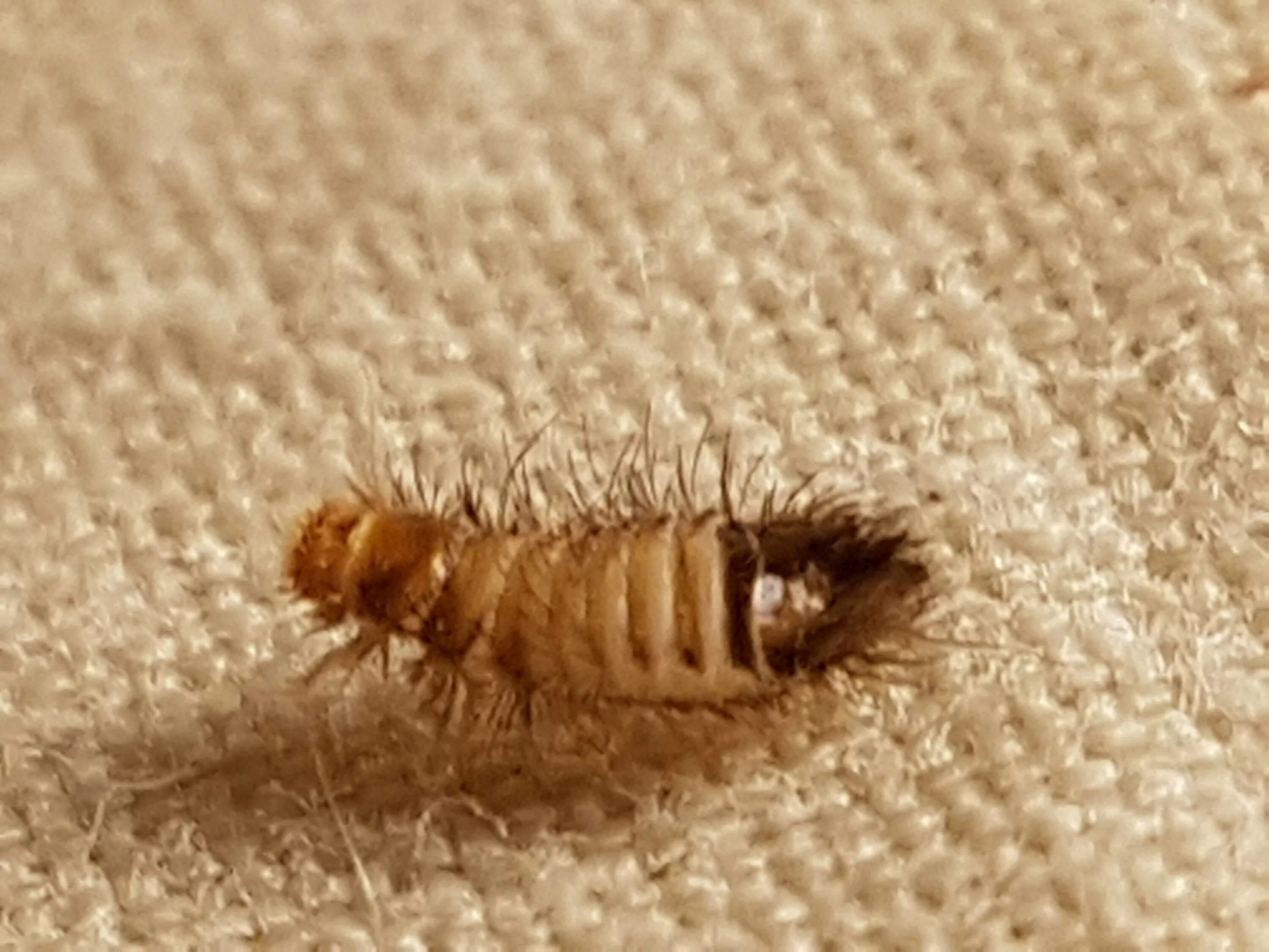 Насекомые в кровати фото species identification - Can anyone help confirm this tiny insect larvae? - Biol