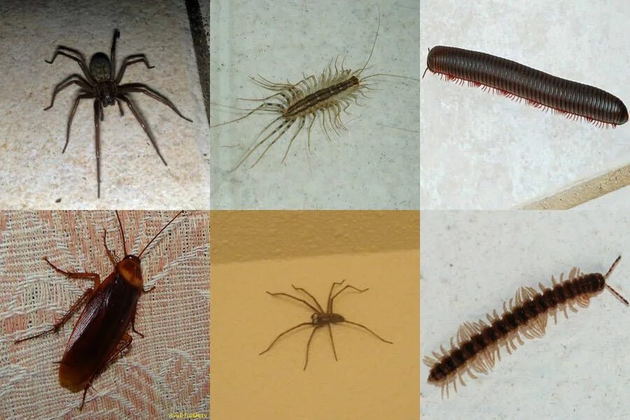 Насекомые в квартире фото umalrightok Creepy crawlies, Love bugs, Bugs
