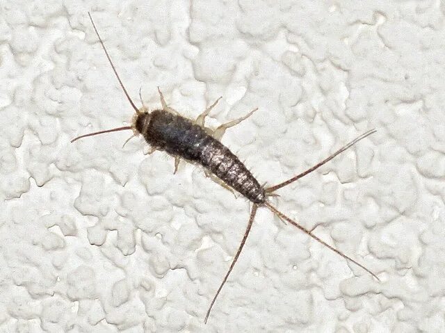 Насекомые в квартире фото File:Ctenolepisma longicaudata (long-tailed silverfish), Mook, the Netherlands.J