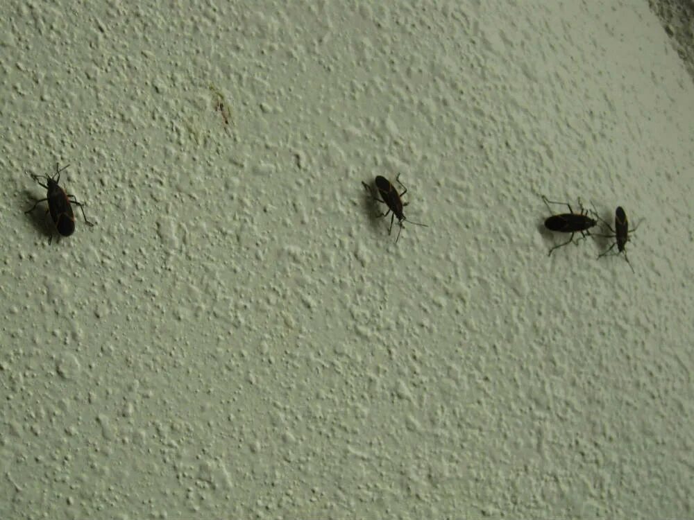 Насекомые в квартире фото 20 Amazing Small Flying Bugs In Kitchen - Home Decoration and Inspiration Ideas