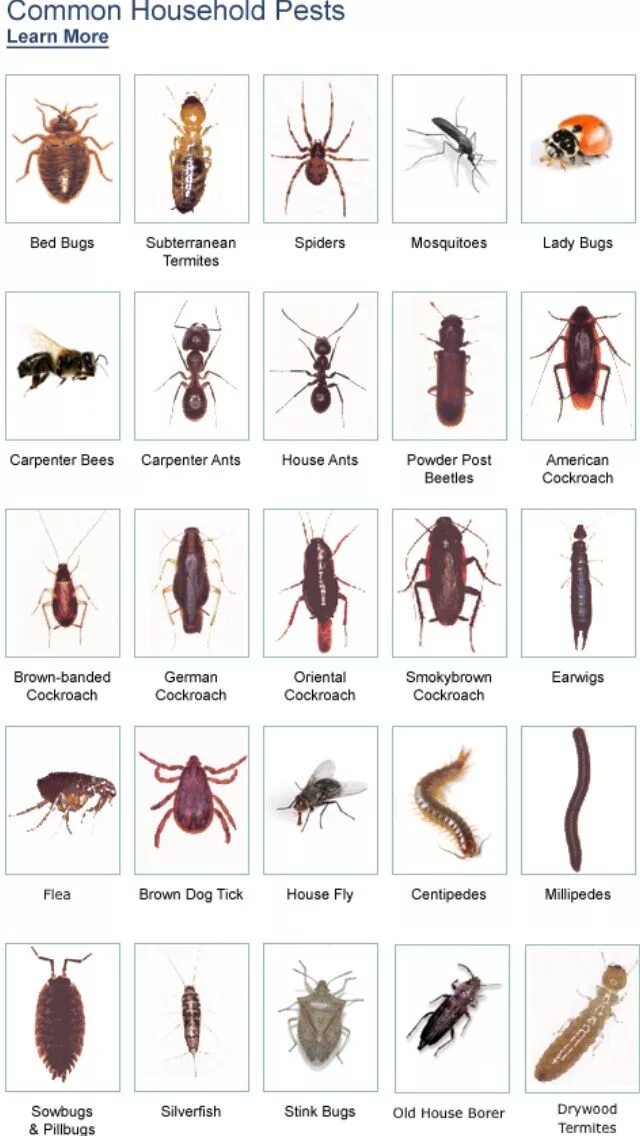 Насекомые в квартире фото Pin on Bugz Bug identification, Bed bugs, Insect identification