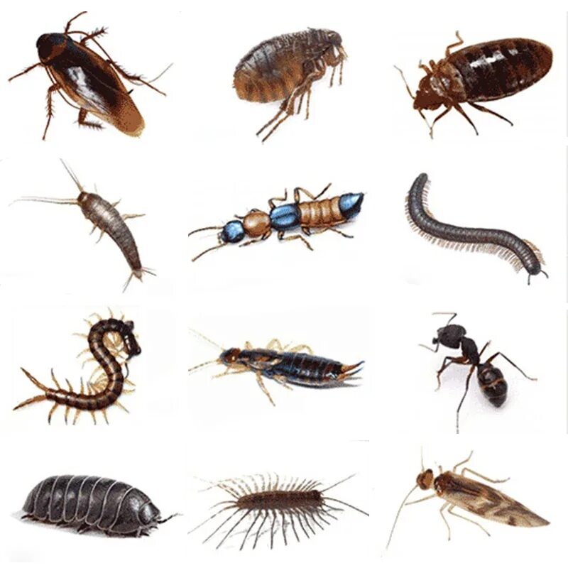 Насекомые в квартире виды фото Pest Control For Aphids Flying Scale Insects Whitefly Leafhopper And Other Insec