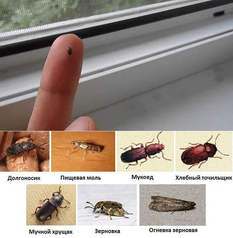 Насекомые в квартире виды фото Какие факторы будут отталкивать покупателя от приобретения квартиры? Золотое пер