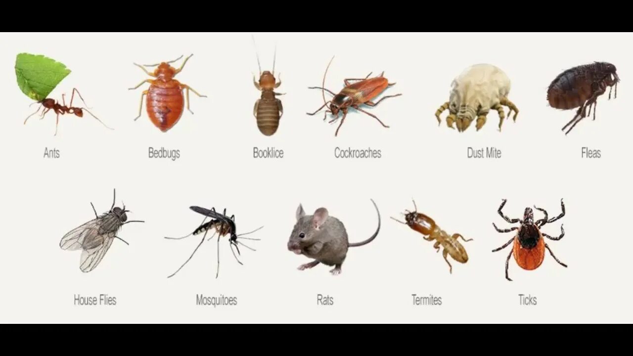 Насекомые в квартире виды фото Bedbug Control in Nairobi - YouTube