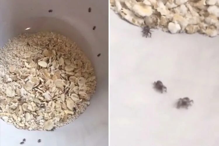 Насекомые в рисе фото Disgusted Tesco customer films creepy INSECTS crawling around her porridge oats 