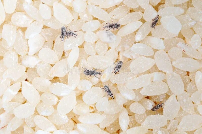 Насекомые в рисе фото The Infected Beetles Rice Weevil. Weevil Insects Eat Rice Grain Stock Photo - Im