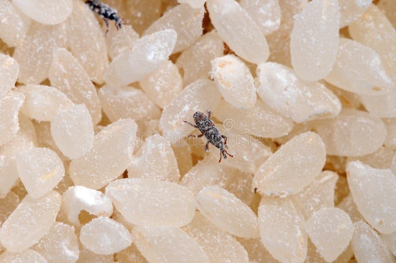 Насекомые в рисе фото и названия The Infected Beetles Rice Weevil. Weevil Insects Eat Rice Grain Stock Photo - Im