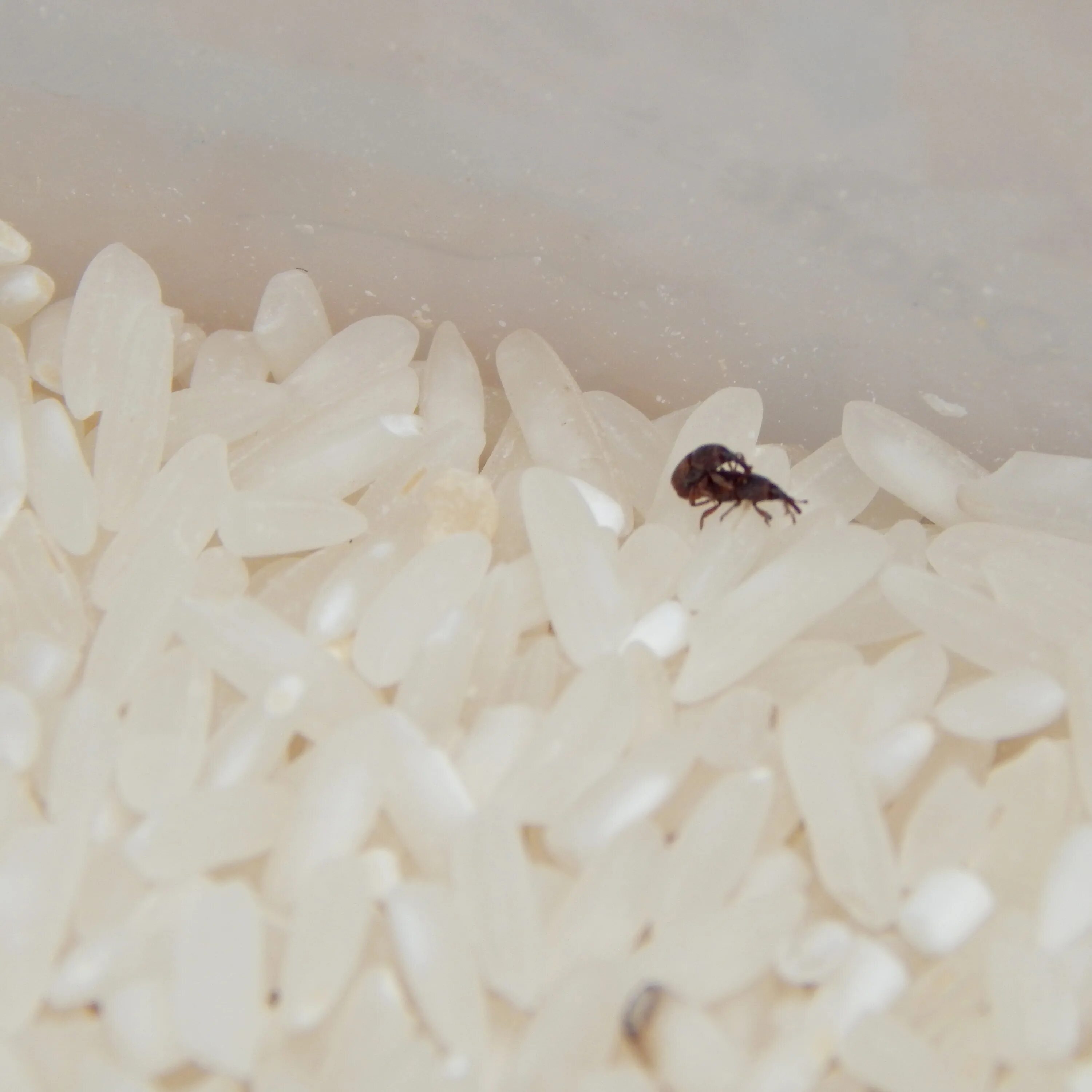 Насекомые в рисе фото и названия Free Images : petal, food, insect, macro, bug, animals, white rice 3456x3456 - -