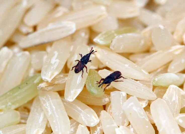 Насекомые в рисе фото и названия 10 Reasons Bugs Love Your Home Weevils, Pantry bugs, Blood sugar diet