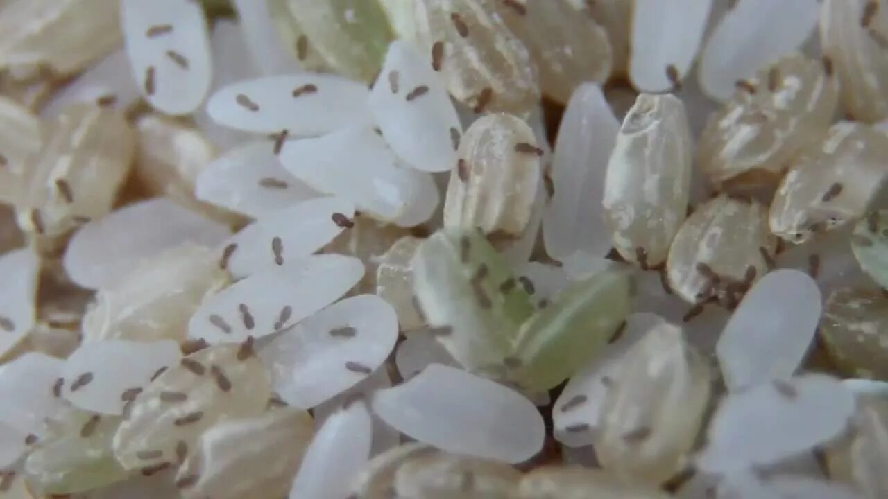 Насекомые в рисе фото и названия YOU MAY BE EATING BUGS WITH YOUR RICE - YouTube