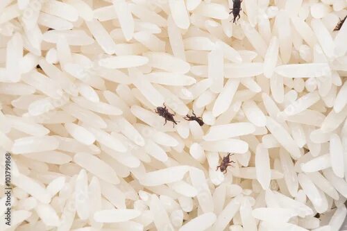 Насекомые в рисе фото и названия close up of weevil destroy rice. фотография Stock Adobe Stock