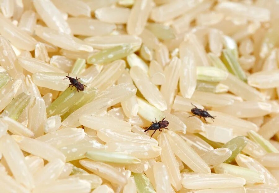 Насекомые в рисе фото и названия Как избавится от насекомых в сыпучих продуктах