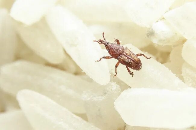 Насекомые в рисе фото и названия How to Get Rid of Weevils in Your Pantry