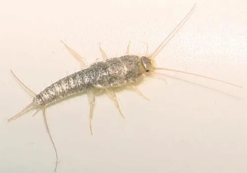 Насекомые в туалете и ванной фото Watch Out for These Toilet Paper Eating Bugs Pest control, Pests, Flea preventio
