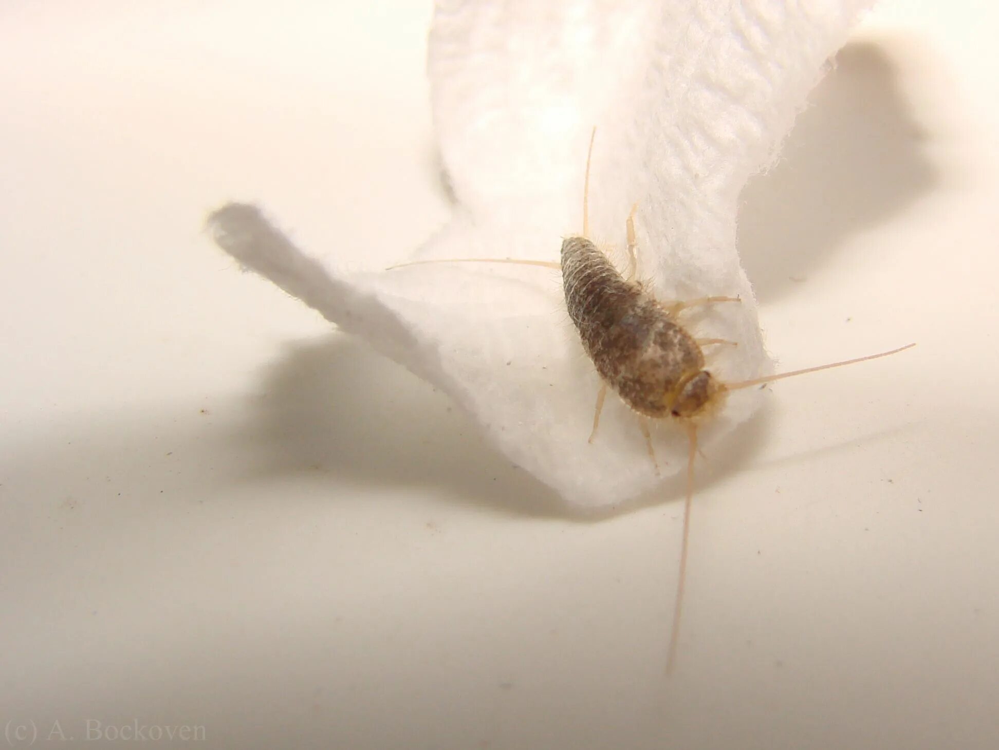 Насекомые в туалете и ванной фото Bathroom Bugs - The Silverfish Mold in bathroom, Silverfish, Bugs