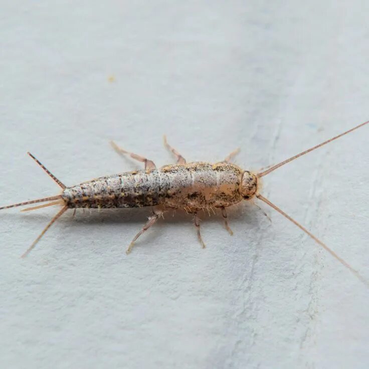 Насекомые в ванной фото What is a Silverfish? Termite control, Pest control, Pests