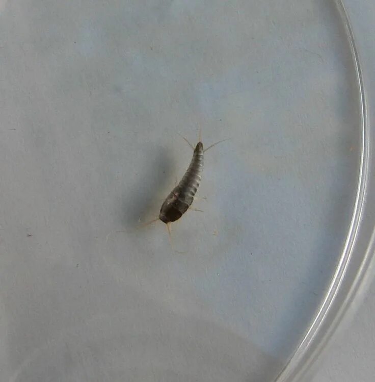 Насекомые в ванной фото Pin on Silverfish Services