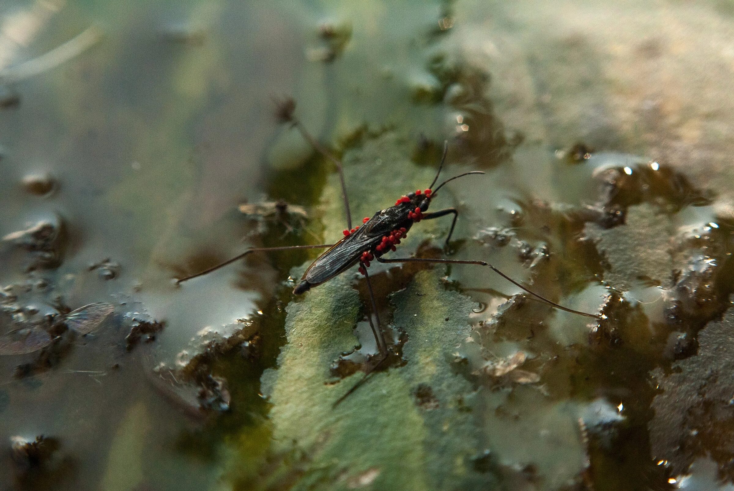 Насекомые в воде фото Free Images : nature, leaf, lake, pond, wildlife, wild, insect, biology, autumn,