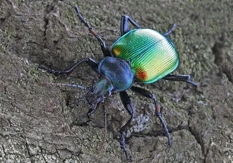 Насекомые волгоградской области фото Calosoma (Calosoma) sycophanta (Linnaeus, 1758) (Carabidae) - фото Е.В.Комарова