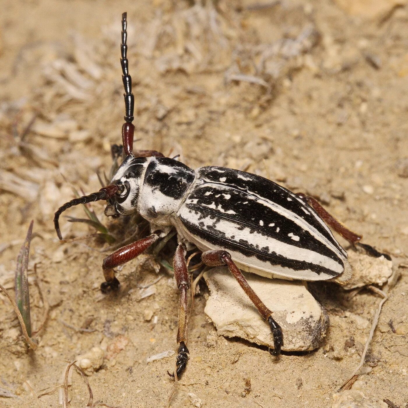 Насекомые волгоградской области фото и названия Триба Dorcadionini: Dorcadion (s. str.) glicyrrhizae (Pallas, 1773) (Cerambycida
