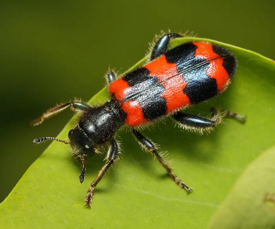 Насекомые волгоградской области фото и названия NATURE. Фото - Arthropoda: Insecta: Coleoptera: Polyphaga: Cleroidea: Cleridae: 