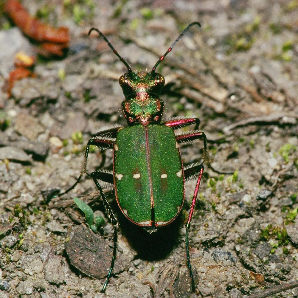 Насекомые волгоградской области фото и названия Файл:Cicindela.campestris.1809.jpg - Википедия