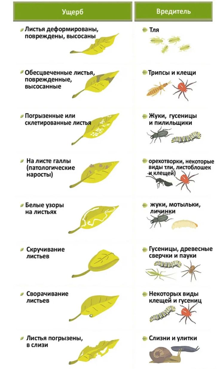 Насекомые вредители комнатных растений фото и описание Пин от пользователя Katrin Yeterskova на доске лайфхак Вредители растений, Естес
