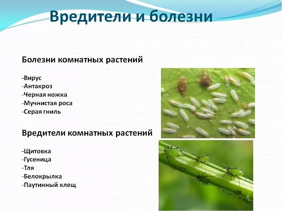 Насекомые вредители комнатных растений фото и описание Как избавить комнатные растения от вредителей: паразиты на цветах
