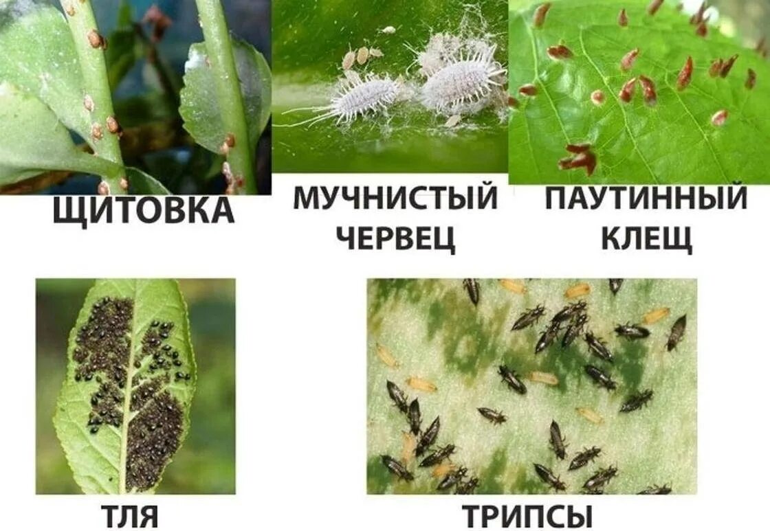 Насекомые вредители комнатных растений фото и описание Вредители цветов комнатных фото - DelaDom.ru