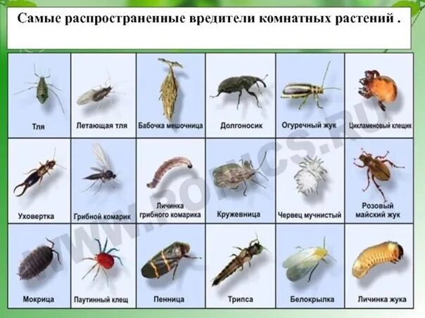 Насекомые вредители комнатных растений фото и описание ● ВРЕДИТЕЛИ ● Наши Хойи и дисхидии ВКонтакте
