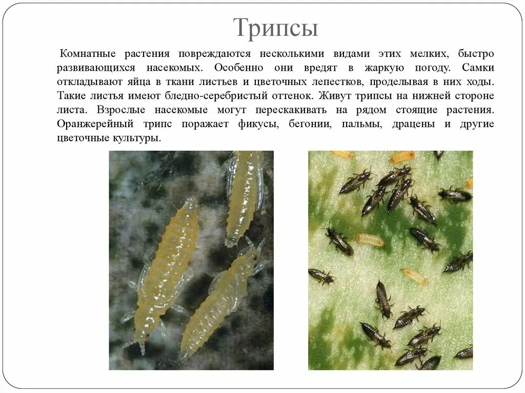 Насекомые вредители комнатных растений фото и описание Вредители комнатных растений - презентация онлайн