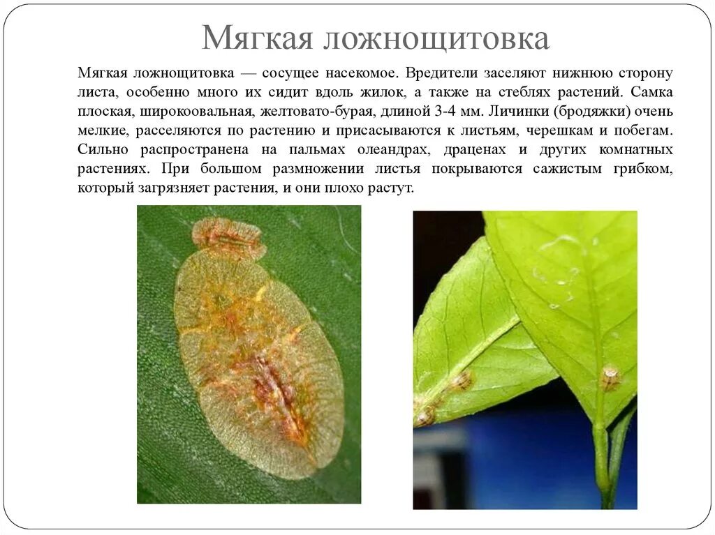 Насекомые вредители комнатных растений фото и описание Вредители комнатных растений - презентация онлайн