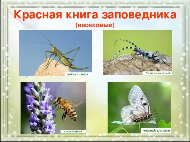 Насекомые занесенные в красную книгу фото Экологический проект "Жигули-2016"