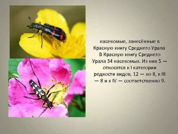 Насекомые занесенные в красную книгу фото Проект насекомые красной книги