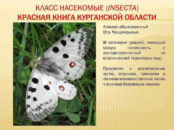 Насекомые занесенные в красную книгу фото Насекомые красной книги бабочки