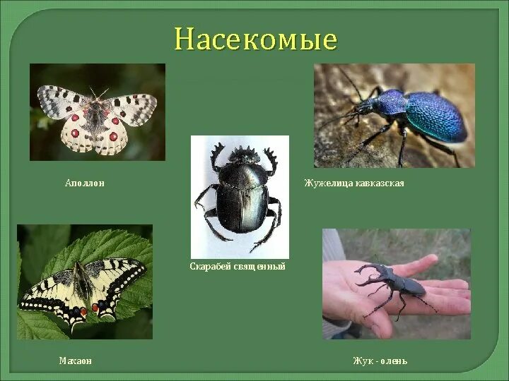 Насекомые занесенные в красную книгу фото Насекомые красной книги россии презентация