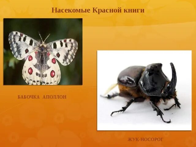 Насекомые занесенные в красную книгу фото Проект Красная книга