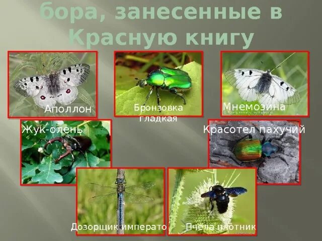 Насекомые занесенные в красную книгу фото Урок презентация Усманский бор - биология, презентации
