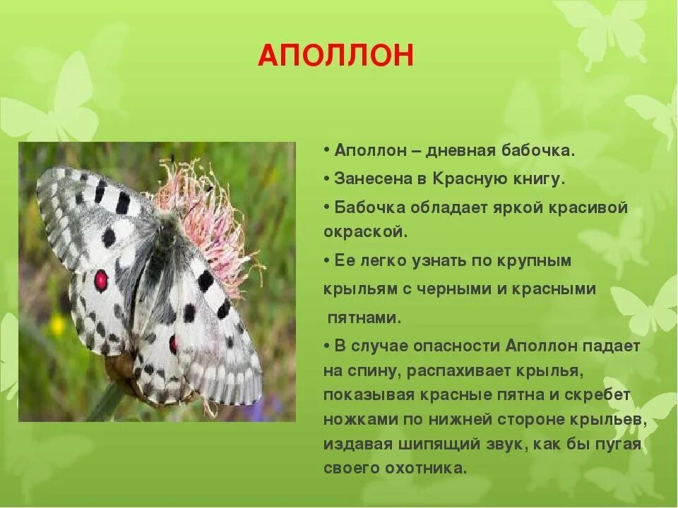 Насекомые занесенные в красную книгу фото Картинки БАБОЧКА ВНЕСЕННАЯ В КРАСНУЮ КНИГУ