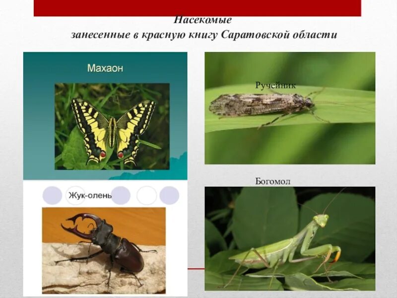Насекомые занесенные в красную книгу фото Насекомые красной книги россии презентация