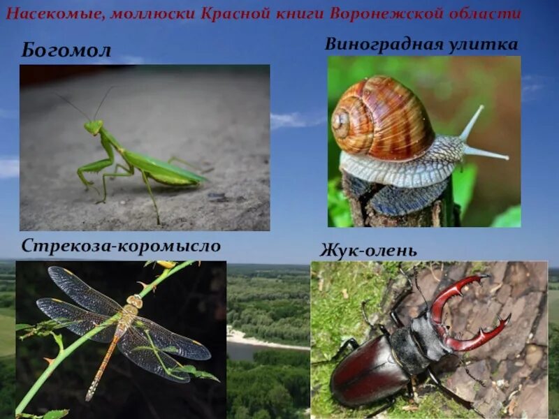 Насекомые занесенные в красную книгу фото Красная книга животные насекомые