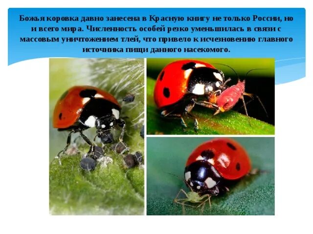 Насекомые занесенные в красную книгу фото Насекомое " Красной книги России" - дошкольное образование, презентации